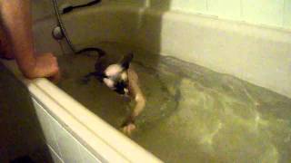Sphynx cat playing in water by Gaby 152,654 views 13 years ago 53 seconds
