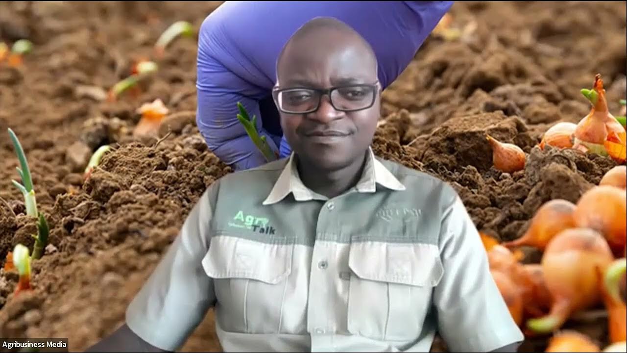 Onion Production Common Questions Answered YouTube