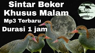 suara pikat burung sintar Beker terbang malam sekali bunyi langsung nabrak jaring