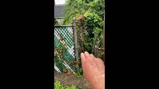 No chemical weed killers where I grow veggies.