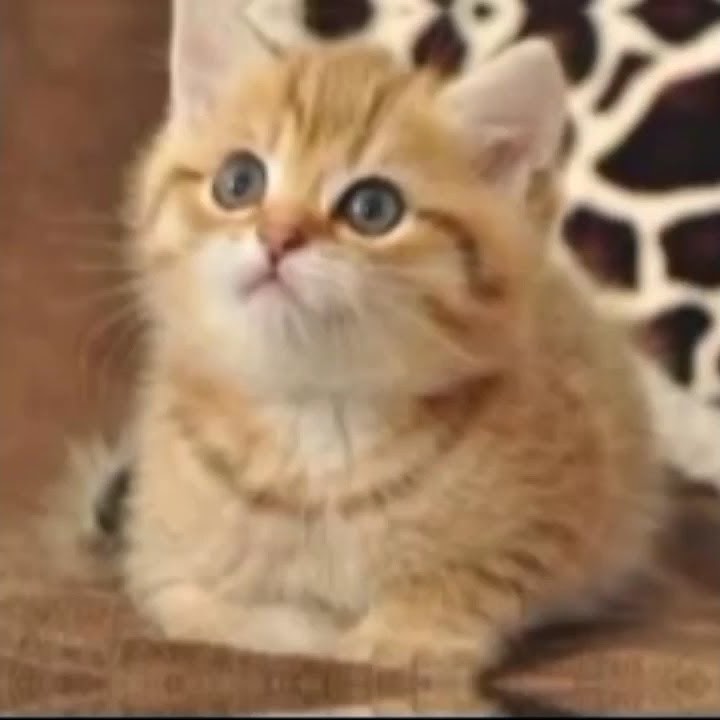 preset alight motion/versi kucing oyen😊 🔥🔥| part 9