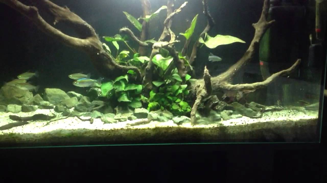 2015 Latest small Aquarium mini USB mini aquarium fish