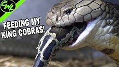 FEEDING MY KING COBRAS, PYTHONS!!!