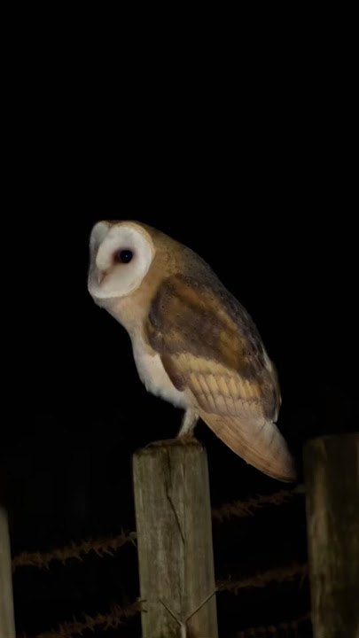 Angel of the Night #scottishwildlife #owllife #barnowls #barnowl #owllovers #wildscotland #owlsome