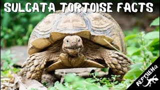 Facts About Sulcata Tortoises You've Got to Hear!