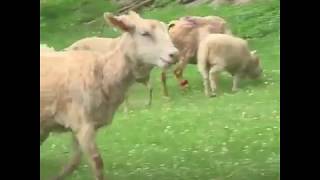 Animals Taste Freedom For The First Time by Wild Wild Pets 139 views 5 years ago 2 minutes, 6 seconds