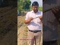 Sugarcane seed treatment #sugarcane #set #treatment #sowing #plants #plantpathology #fungus #sowing