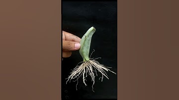 Unique Skill How to grow banana tree from banana leaves || Banana trees are made from bananas