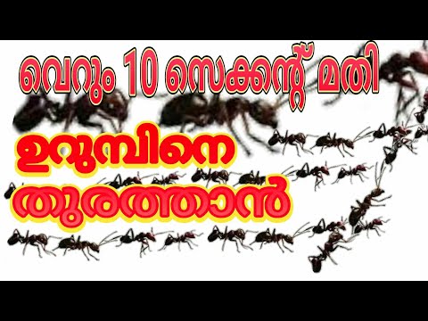 How To Get Rid Of Ants (ഉറുമ്പിനെ തുരത്താൻ പൊടിക്കൈ