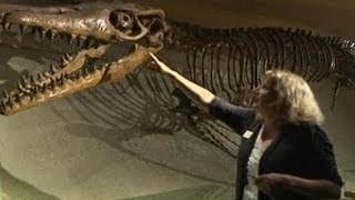 Kerangka Tua Mosasaurus Ditemukan Di Belanda