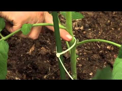 Как подвязать кисти помидор. Фото показать после пасынкования помидор показать фото. Восьмиобразная подвязка помидор. Подвязать помидоры в теплице. Как подвязать кисти помидор.