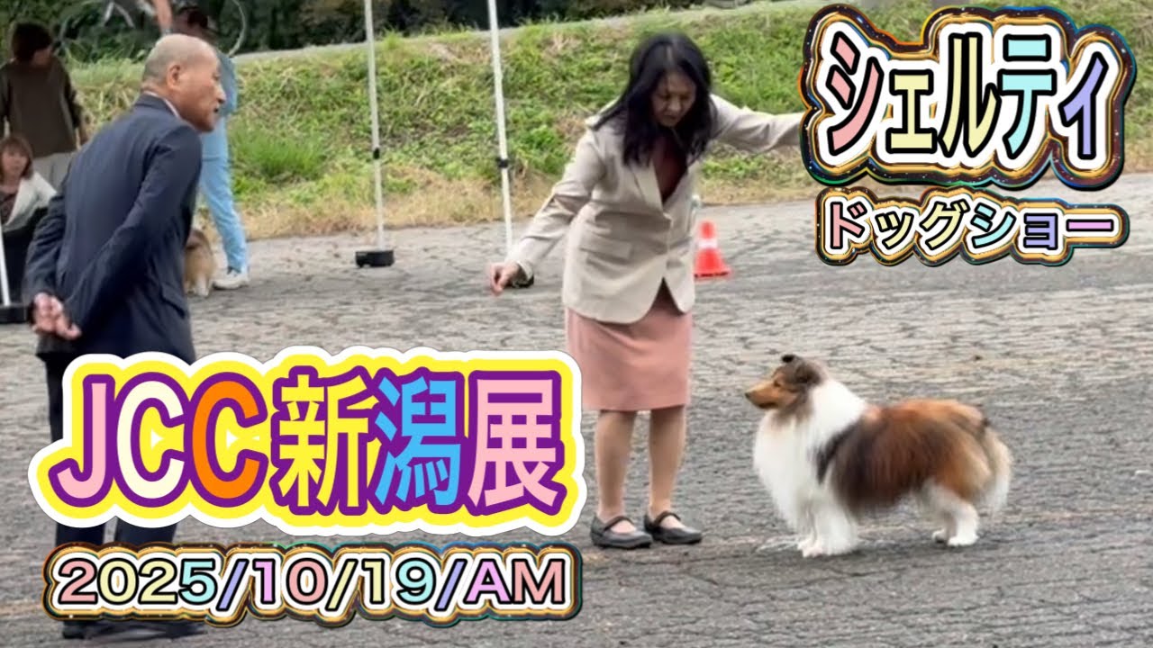 シェルティ】【ドッグショー】JCC（日本コリークラブ）新潟展❣️2025