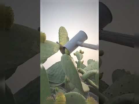 Video: Cosecha de frutos de higo chumbo - Información sobre la recolección de frutos de higo chumbo