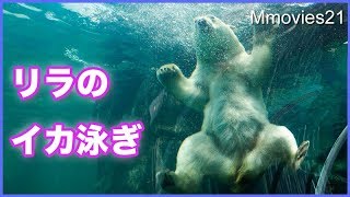 水中バトルで見せたリラのイカ泳ぎ　Polar Bear’s backstroke