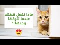 أكثر 8 أشياء تفعلها قطتك عندما تتركها وحدها