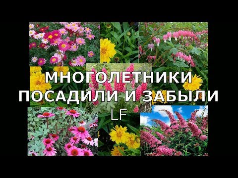 Многолетники высокие.