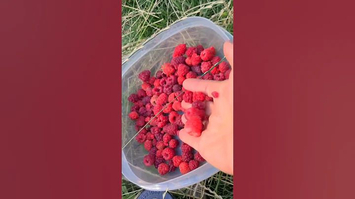 June Bearing Vs. Everbearing Raspberries! Part 1. #backyardgarden #rasberries #gardengal #gardening
