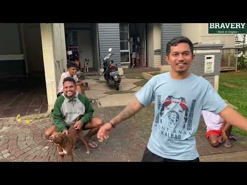 FLOKI ANJING KAMPUNG YANG PALING SETIA ‼️