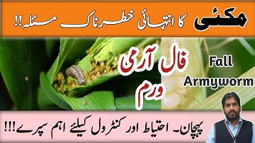Identification and Control of Fall Armyworm in Maize Crop | Spray for Fall Armyworm | Kissan Ki Baat