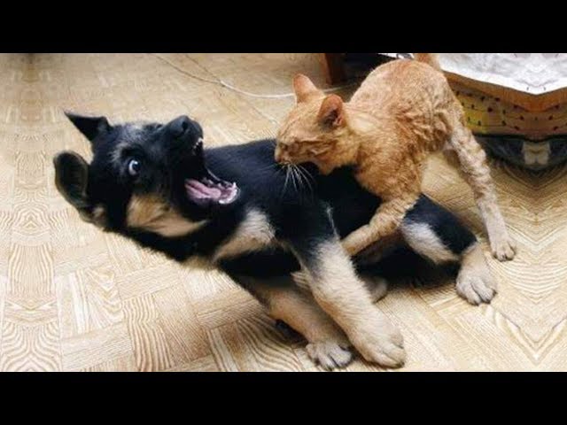 【面白い動画】 かわいい猫 - かわいい犬 - 最も面白いペットの動画 39