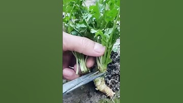 the process of farmers cutting celery plants #shorts #farming #agriculture