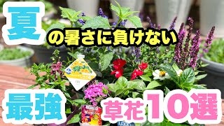 ◆【知って得する】暑さに強くて育てやすい！最強草花を紹介します🌱