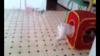 Pepper Batman, The Jack Russell Terrier