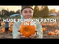I WENT TO VISIT A HUGE PUMPKIN PATCH IN BC
