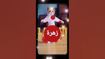 الاكتر طلبا زهرة زهره العراق السعودية قطر الامارات الكويت البحرين Short Shorts New 
