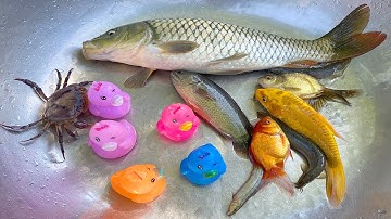 Kem Chanel bắt cá được cá chép, cá vàng, cá rô, cá chạch, con rắn, con vịt, con cá sấu, con chó con