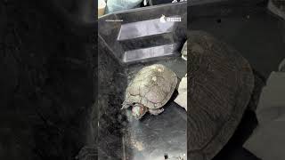 Freedom Farms Rescues Turtles from Popular Los Angeles Bar @IDAUSAvideo