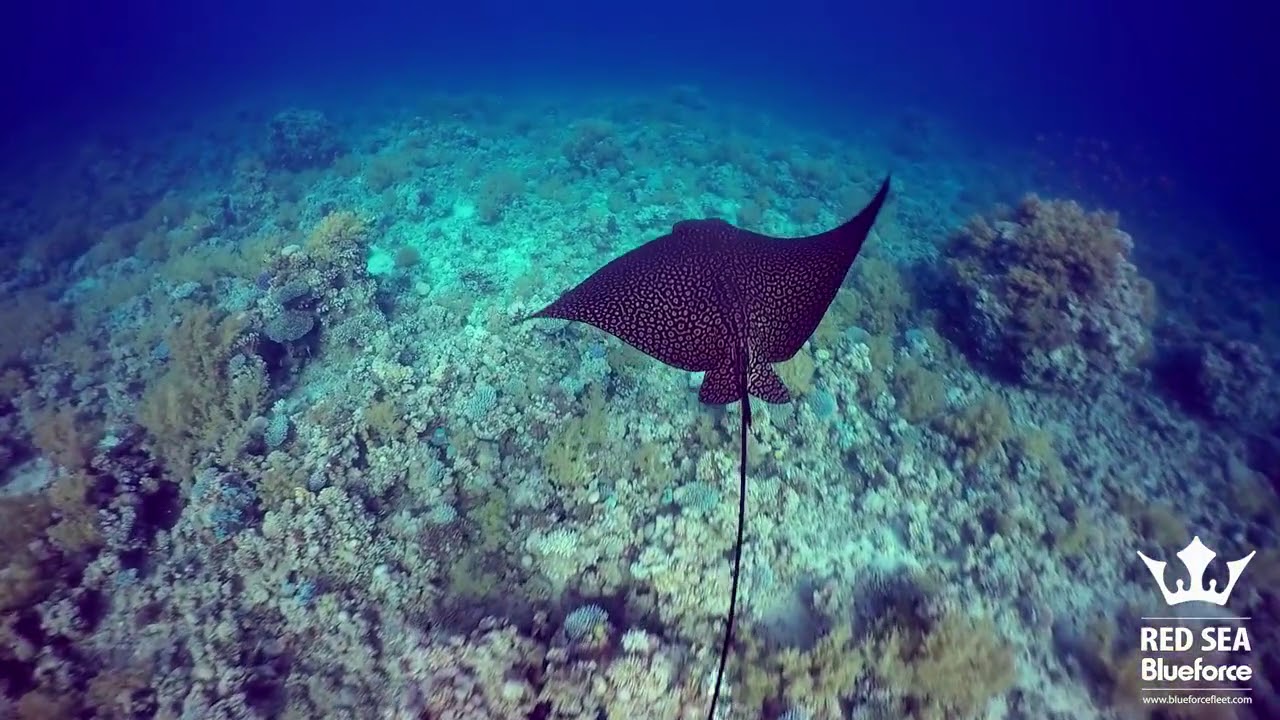2018 04 21 Red Sea BFFleet