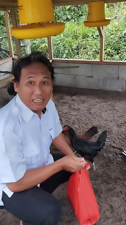 Yuk intip SPESIAL  AYAM delapan puluh juta hingga ratusan juta