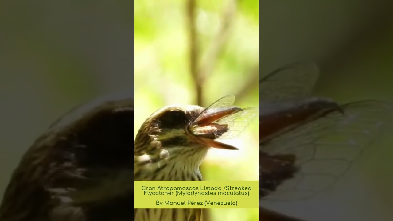 Protege los insectos, protege las aves