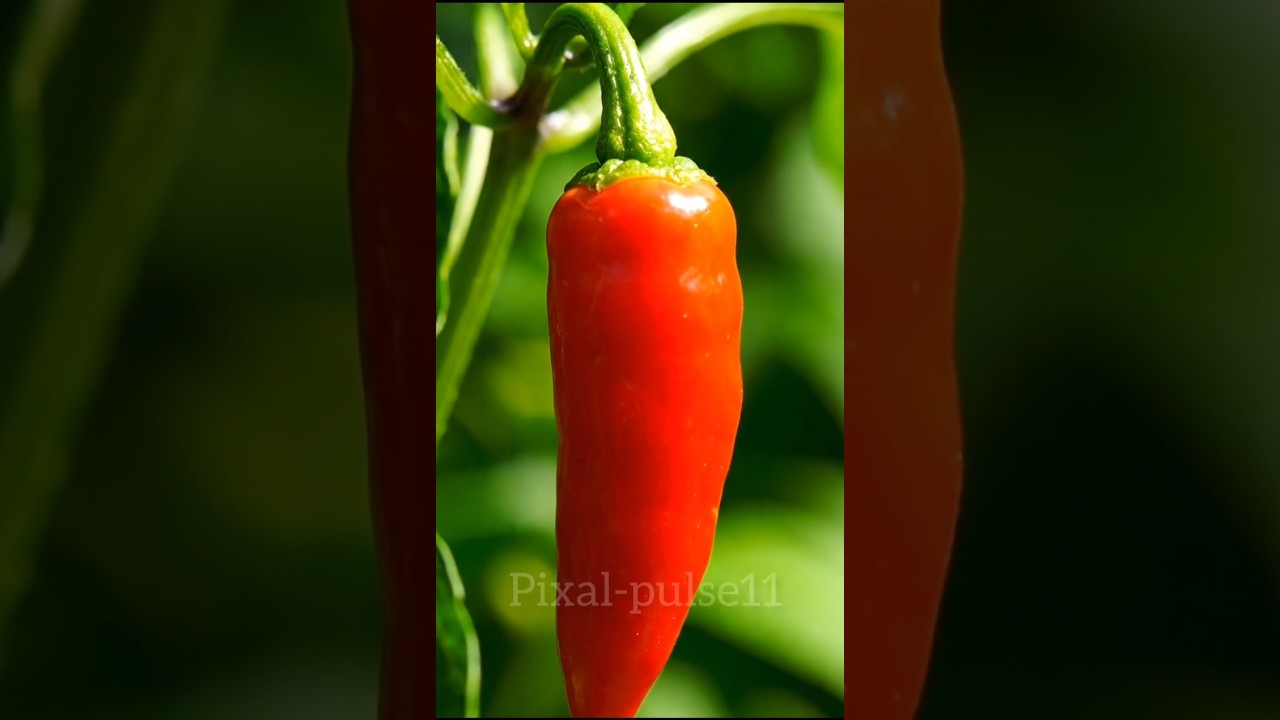 growth seeds in red chilli plant 🌳🌳