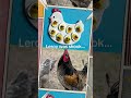 Leroy was shook 🤣 #mini #miniature #chicken