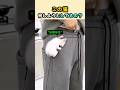 この猫、何しようとしてるの？