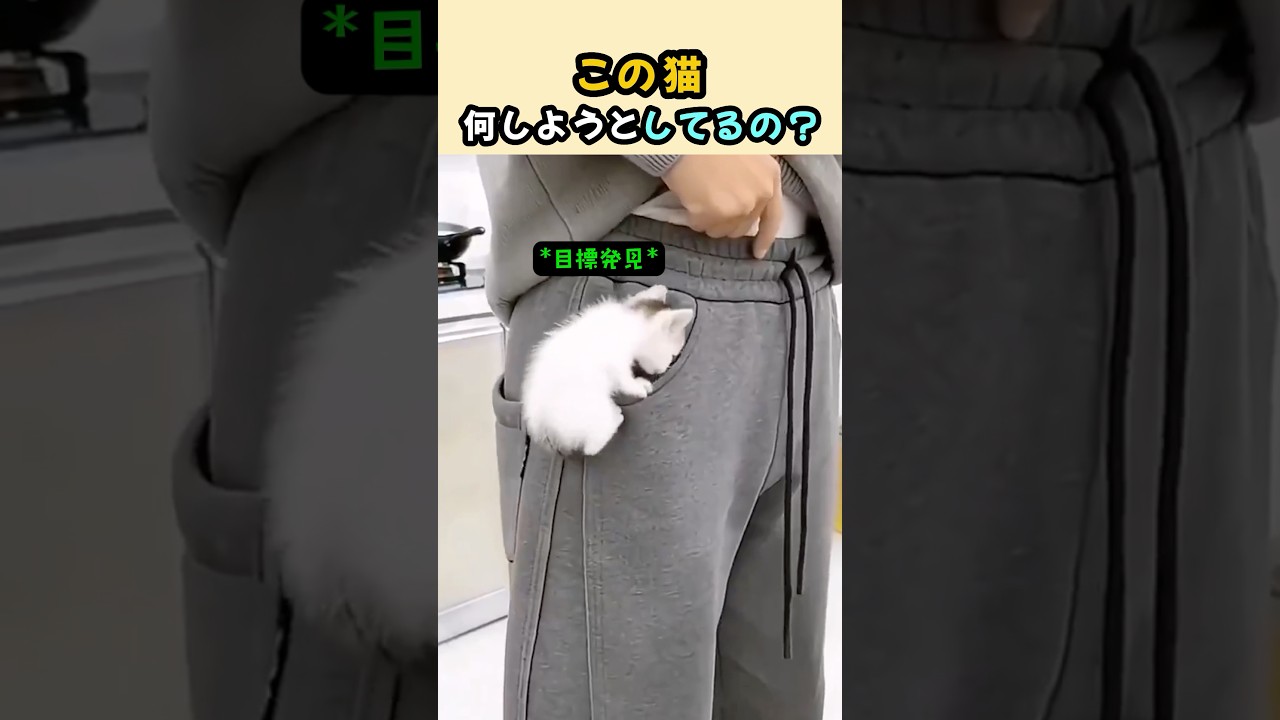 この猫、何しようとしてるの？