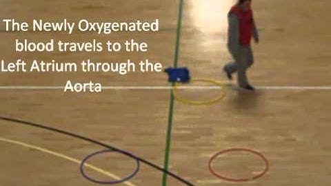 cardiovascular system sports science module