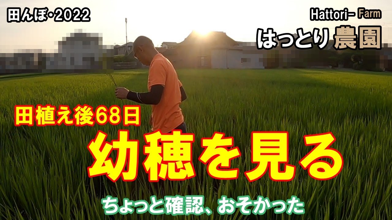 Checking rice growth and young ears 68 days after planting Rice