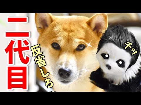 柴犬とパンダの意見が合わない日【あるじのステップ】