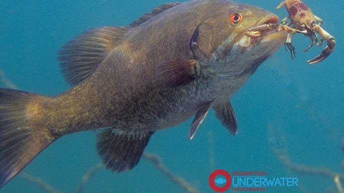 INSANE Underwater Footage Of Bass Eating Worms and Finesse Baits! 