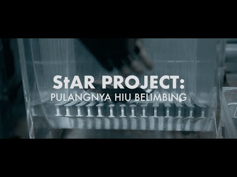 StAR Project: Pulangnya Hiu Belimbing