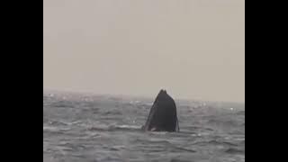 MV SKAGIT MUNGU AWALAZE MAHALI PEMA PEPONI AMEEN WAKATI INAPOZAMA MELI