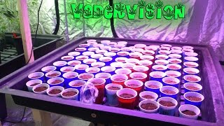 Let the Pheno Hunt Begin!