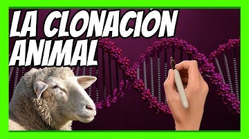 🐑 El SECRETO de la CLONACIÓN explicado en 10 minutos | La historia de la OVEJA DOLLY 🧬