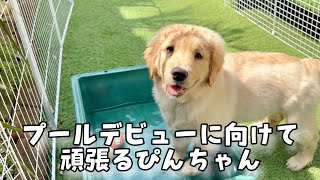 創刊号‼️〜No.48‼️抜け無し‼️レトリーバー/RETRIEVER/ワン ちゃん 創刊号‼️〜No.48‼️抜け無し‼️レトリーバー/RETRIEVER/ワン