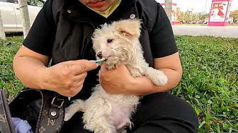 Two Puppies with mother playing in the morning