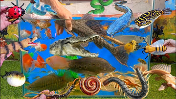 Tổng hợp các video cá cảnh đẹp, động vật dễ thương, cá lau kiếng, cá rồng, cá sấu, rết, bọ rùa