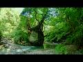 [ 4K UHD ] 馬場目川の清流と奇岩「ネコバリ岩」（秋田県南秋田郡五城目町）